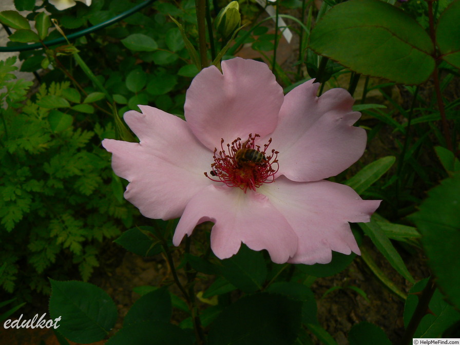 'Dainty Bess' rose photo