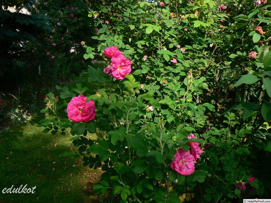 'David Thompson' rose photo