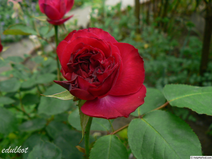 'Erinnerung an Schloss Scharfenstein' rose, click to enlarge 'Erinnerung an Schloss Scharfenstein' rose photo