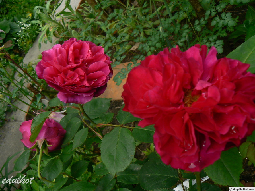 'Erinnerung an Schloss Scharfenstein' rose photo