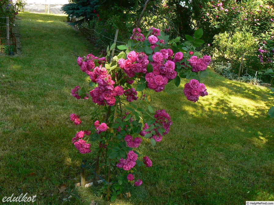 'Geschwinds Schönste' rose photo