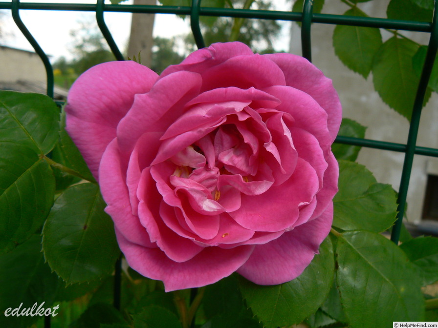 'Griseldis (hybrid canina, Geschwind, 1894)' rose photo