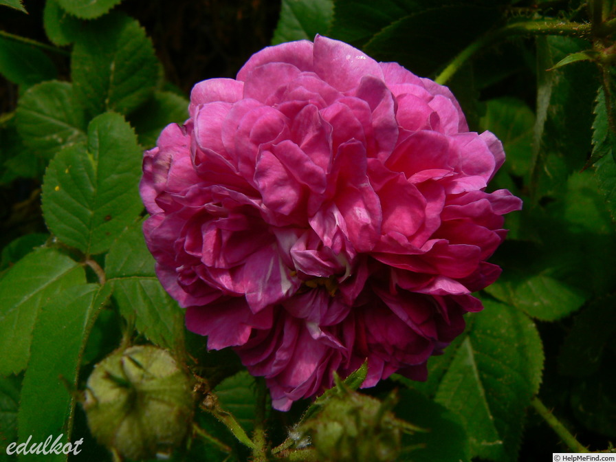 'Himmelsauge' rose photo