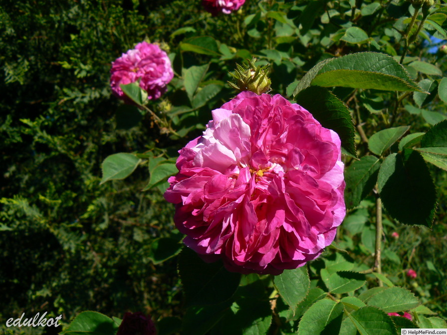 'Himmelsauge' rose photo