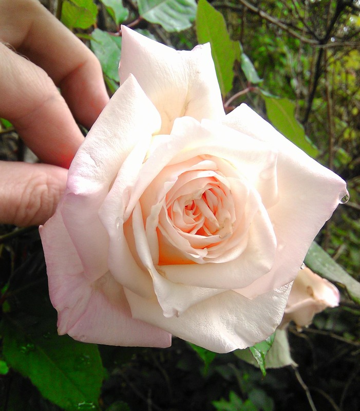 'Dr. Grill' rose photo