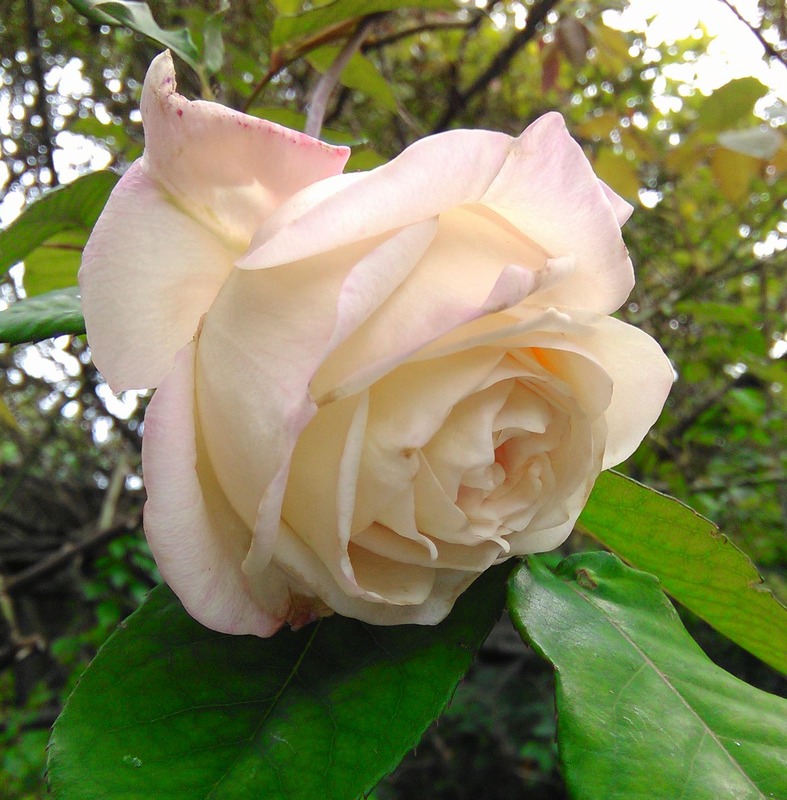 'Dr. Grill' rose photo