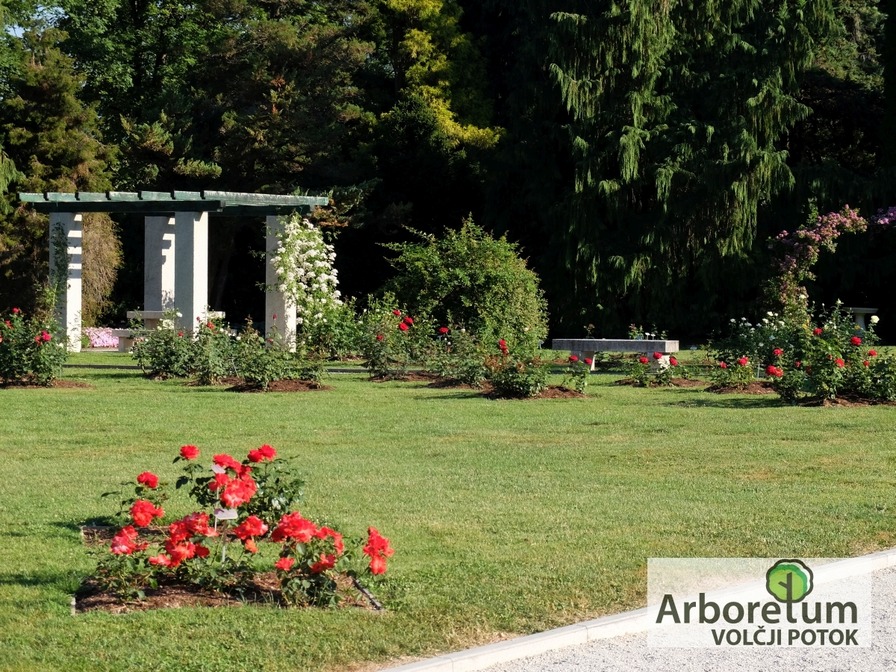 'Arboretum Volcji Potok Official Site'  photo