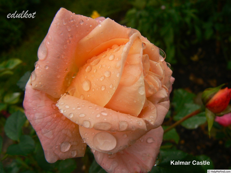 'Kalmar Castle' rose photo