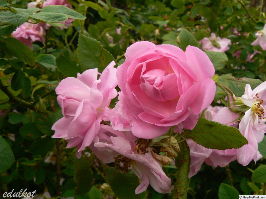 'Kazanlik' rose photo