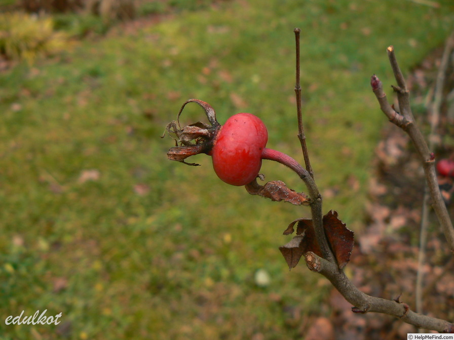 'Lac Majeau' rose photo