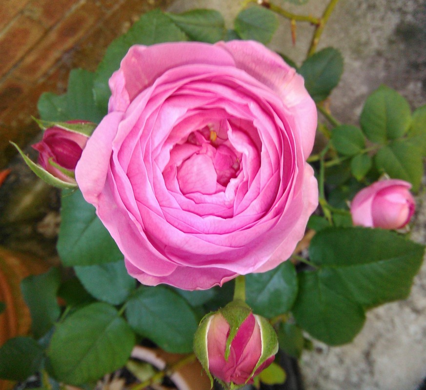 'L'Ouche' rose photo