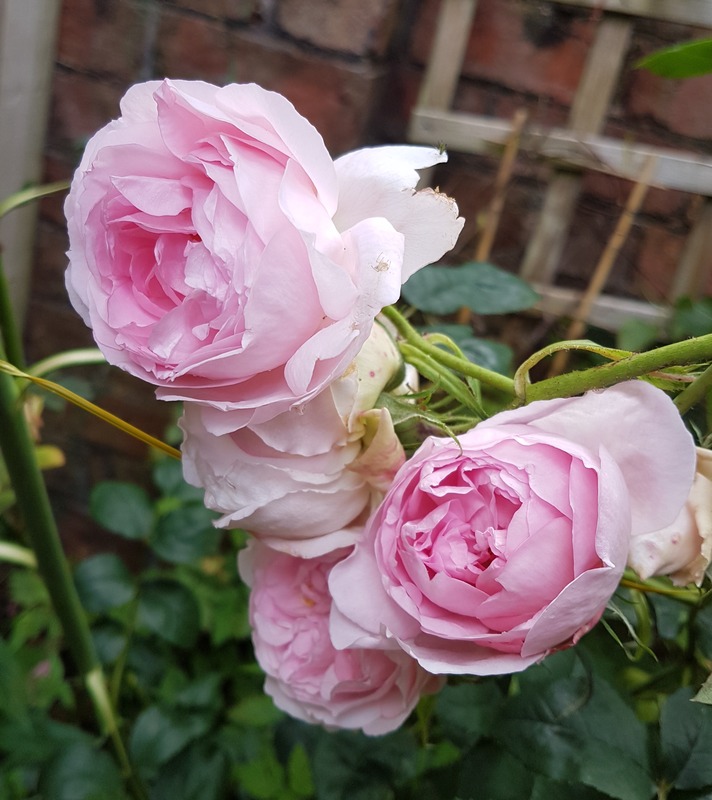 'Scepter'd Isle ®' rose photo