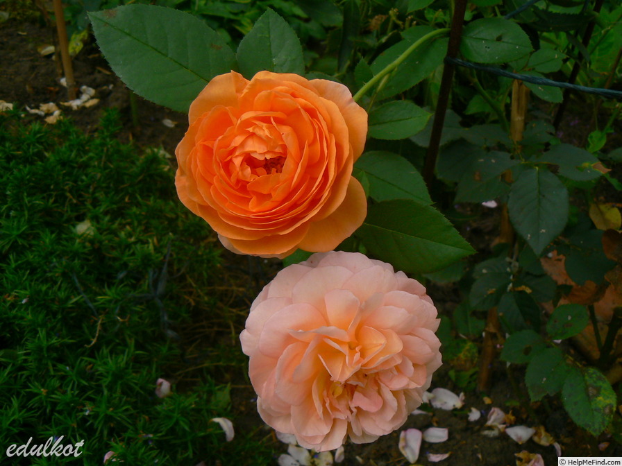 'Louise Clements (shrub, Clements, 1996)' rose photo