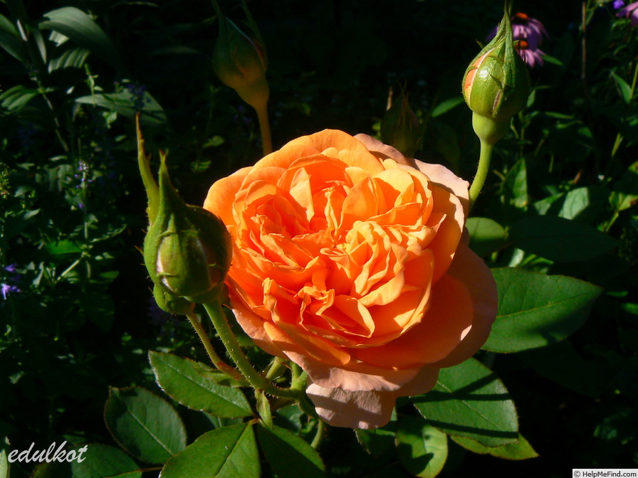 'Louise Clements (shrub, Clements, 1996)' rose photo