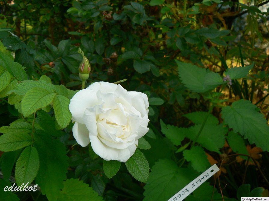 'Marie Bugnet' rose, click to enlarge 'Marie Bugnet' rose photo