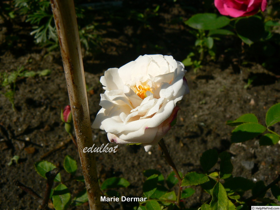 'Marie Dermar' rose photo