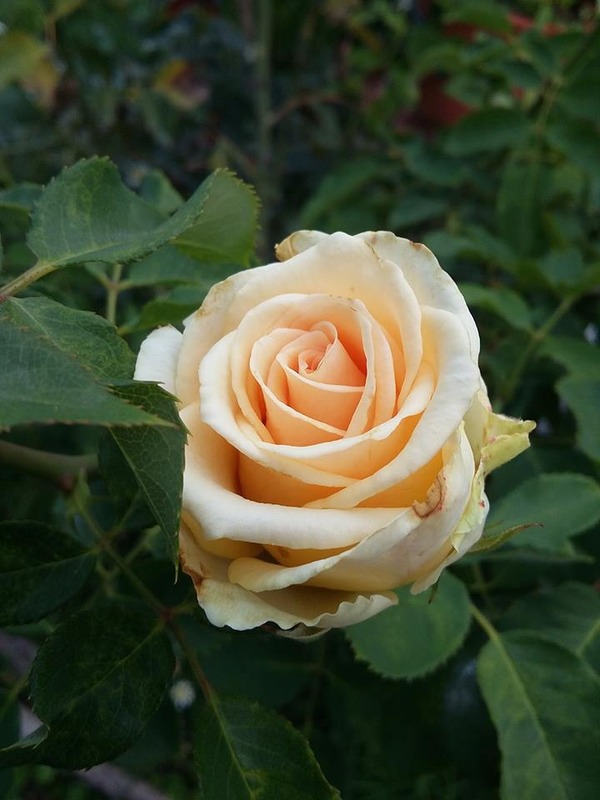 'Versilia®' rose photo
