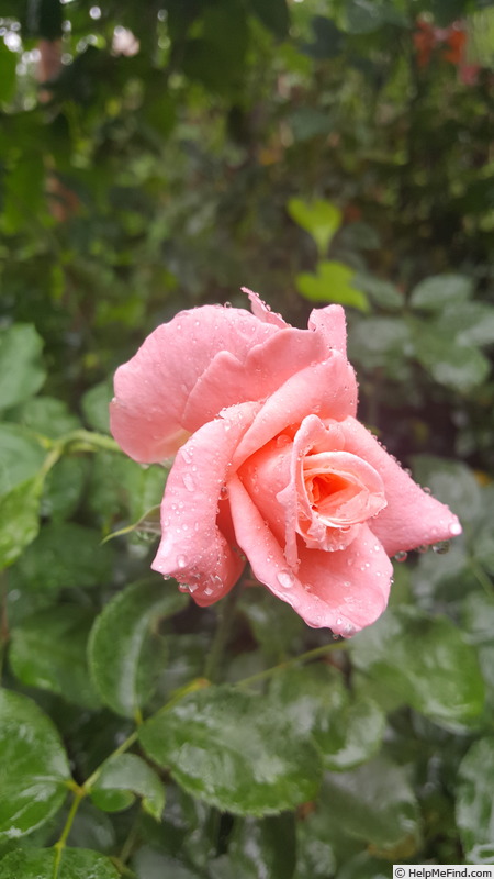 'Sonia (hybrid tea, Meilland, 1973)' rose photo