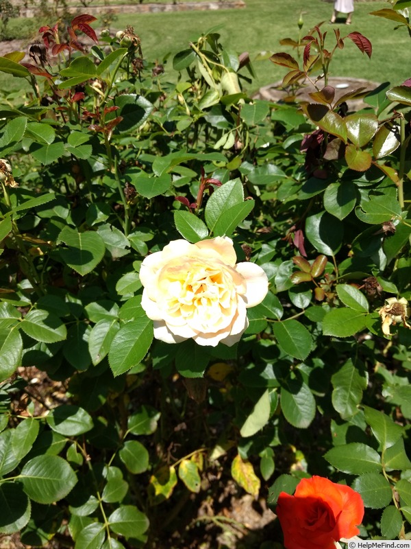 'Privé' rose photo