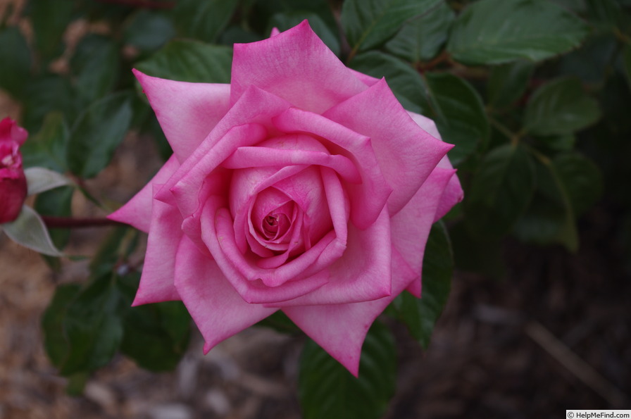 'Wedding Bells ® (hybrid tea, Kordes 2001)' rose photo