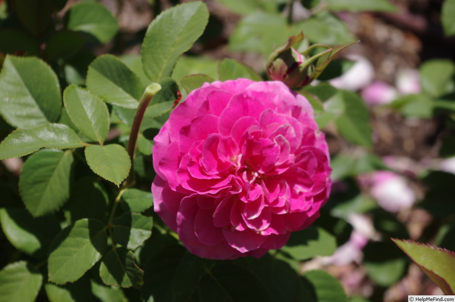 'KORallister' rose photo