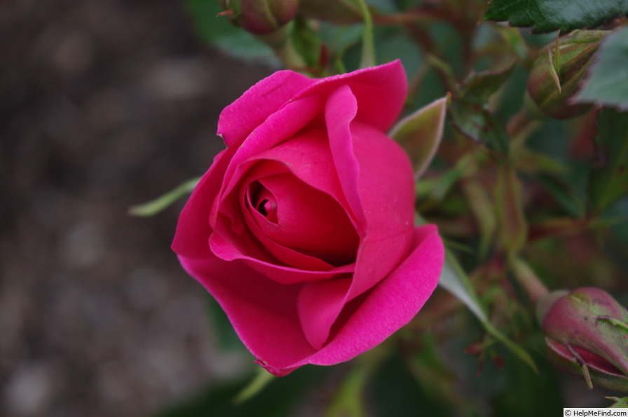 'KORhopiko' rose photo