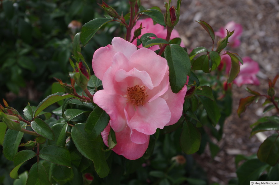 'Fire Opal (floribunda, Kordes 2013)' rose photo