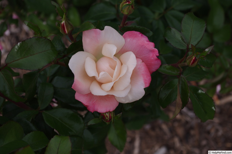 'Fire Opal (floribunda, Kordes 2013)' rose photo
