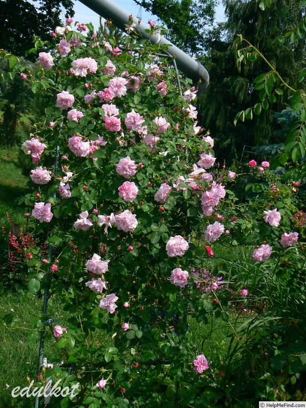 'May Queen (Rambler, Van Fleet, 1898)' rose photo