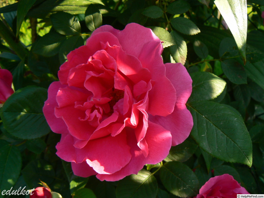 'Meteor (noisette, Geschwind, 1887)' rose photo