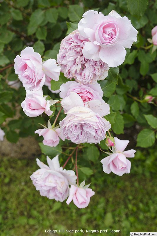 'Helen (shrub, Kimura, 2015)' rose photo