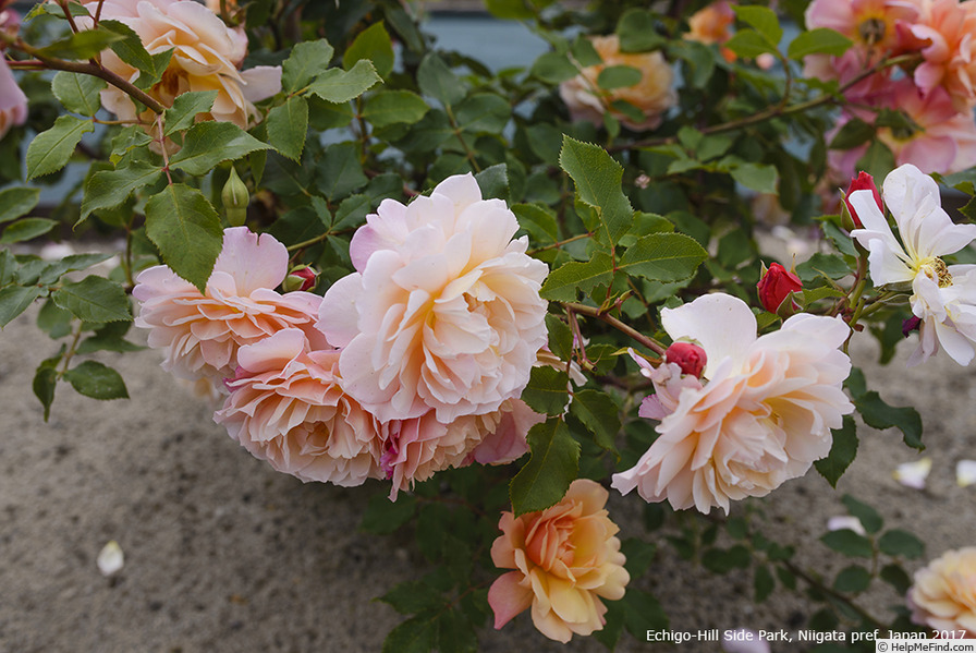 'Calypso (shrub, Kimura before 2014)' rose photo