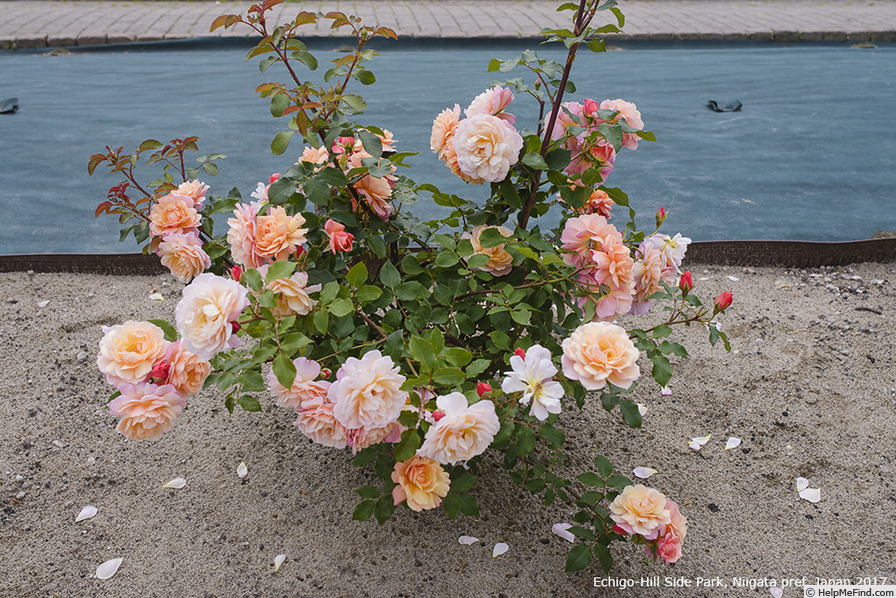 'Calypso (shrub, Kimura before 2014)' rose photo