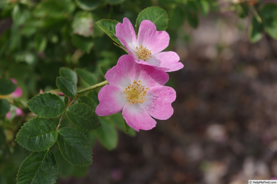 'R. rubiginosa' rose photo