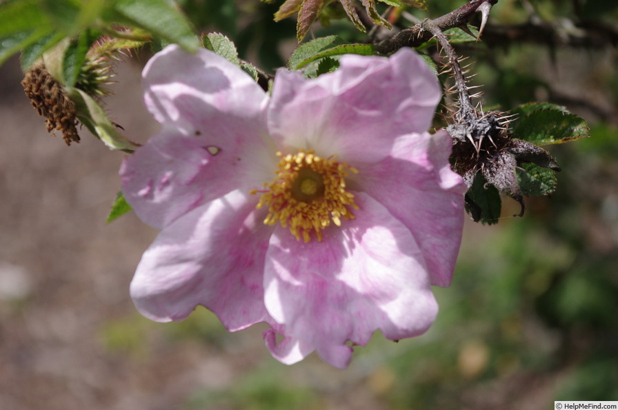 '<i>Rosa</i> X <i>micrugosa</i>' rose photo