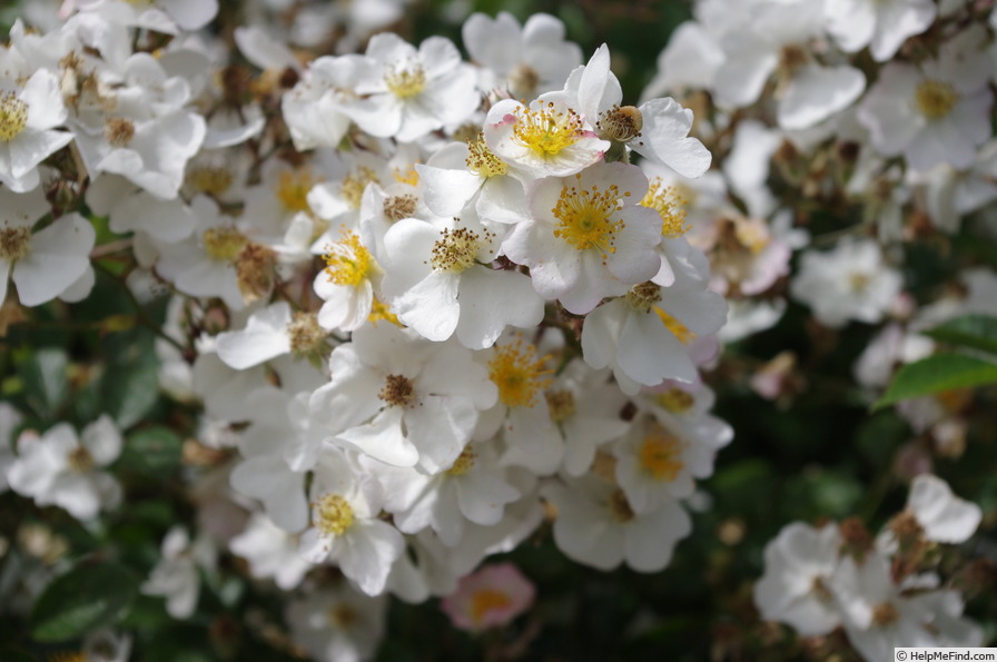 'Memorial Rose (species)' rose photo