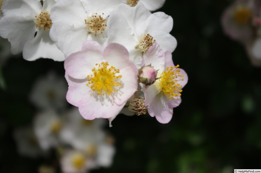 'Memorial Rose (species)' rose photo