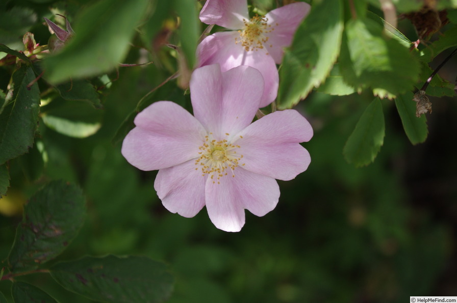 'R. blanda' rose photo