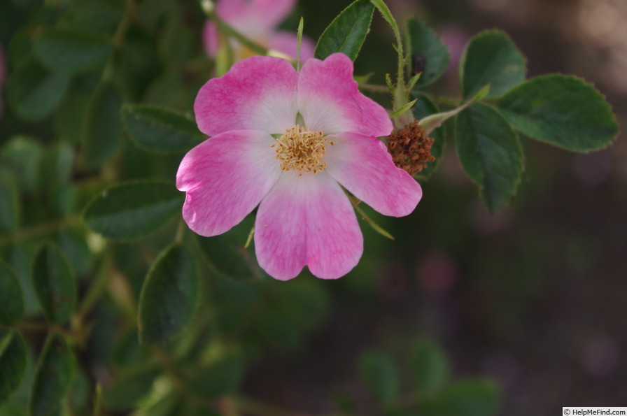 'R. rubiginosa' rose photo