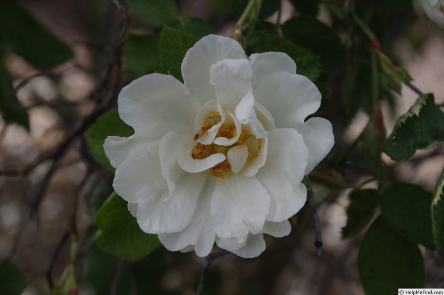 'White Rose of York' rose photo