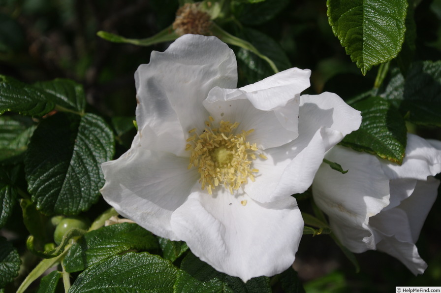 '<i>Rosa rugosa</i> 'Alba'' rose photo