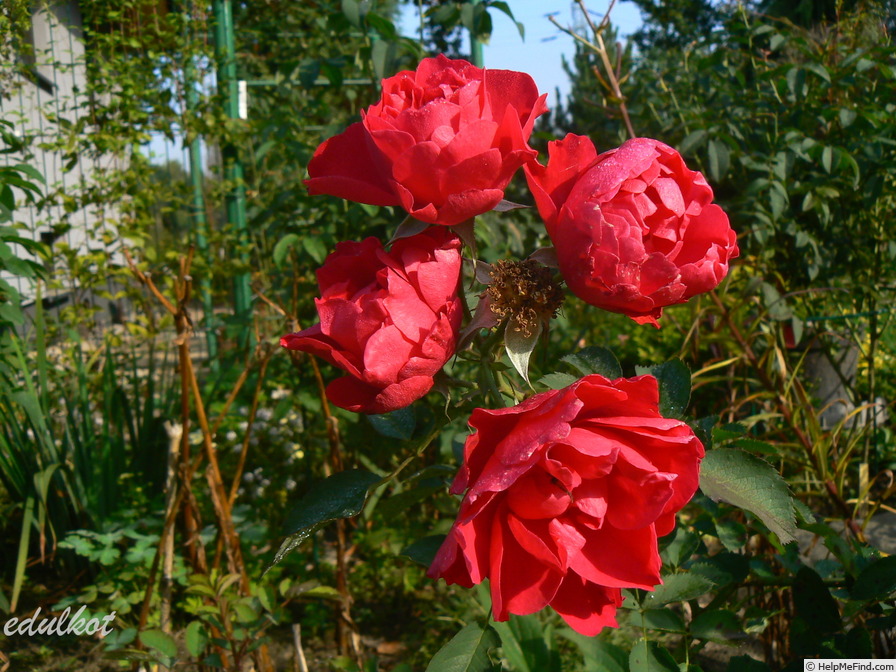'Morden Amorette' rose photo