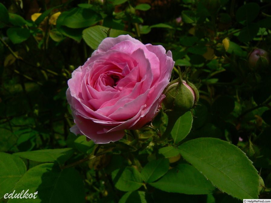 'Nymphe Tepla' rose photo