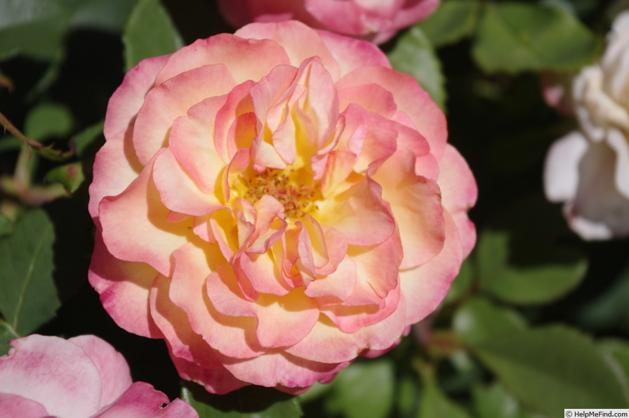 'BRUnallen' rose photo