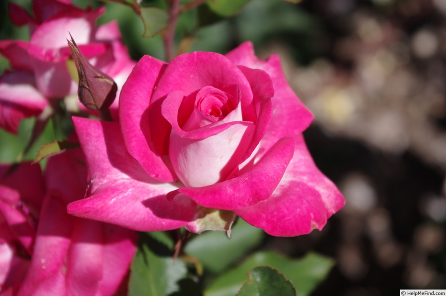 'HAImoogol' rose photo