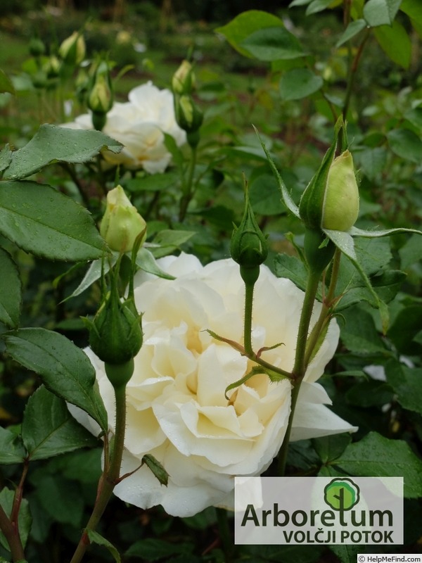'Tchaikovski' rose photo