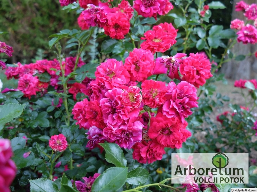 'Hello ® (shrub, Meilland, 2002)' rose photo