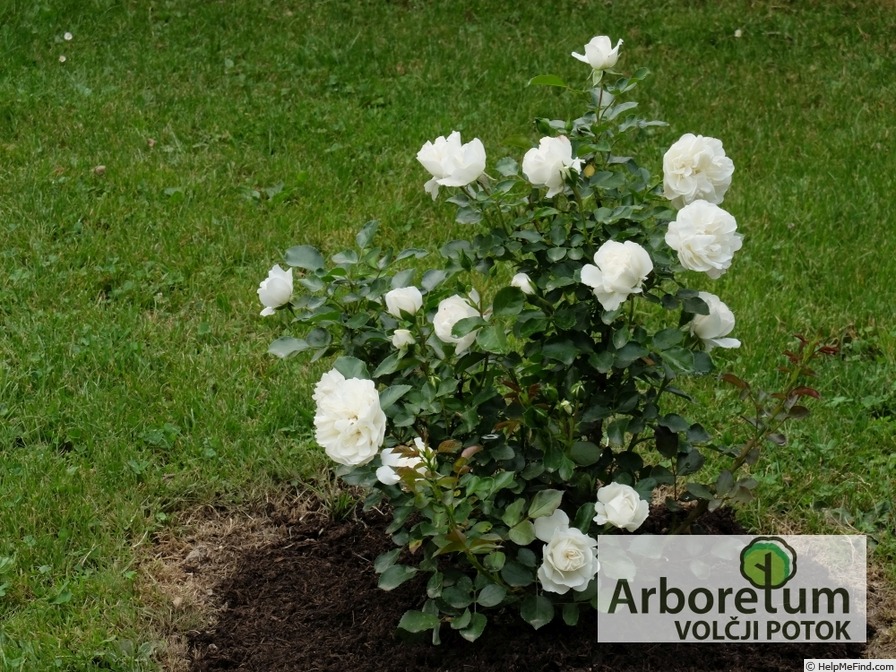 'Blanc Meillandécor' rose photo