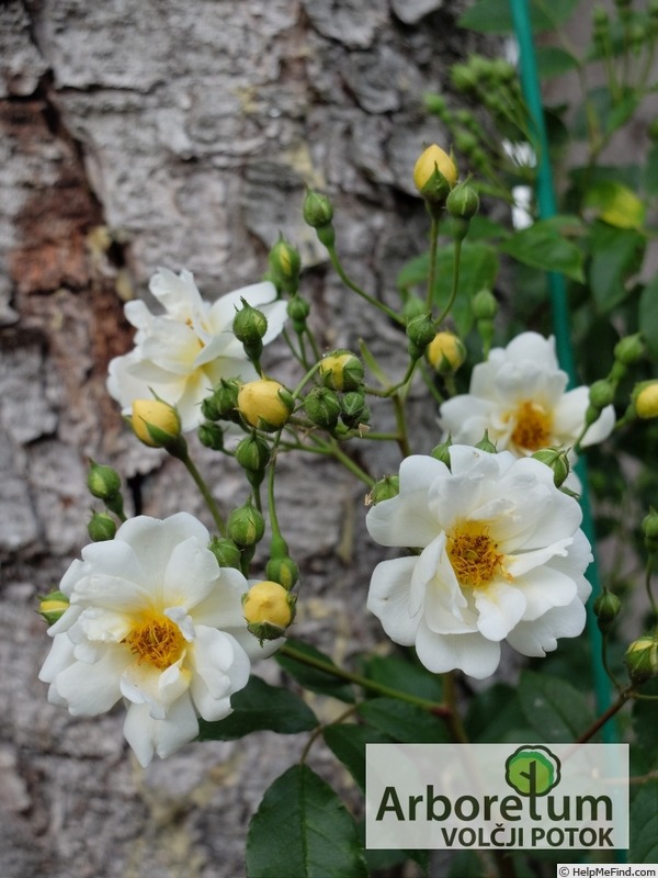 'R. helenae' rose photo