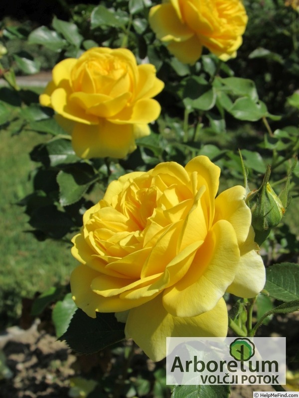 'Inka ® (Floribunda, Evers / Tantau, 2008/15)' rose photo